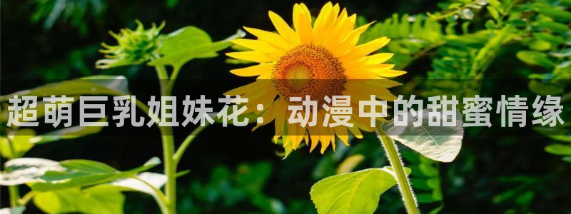 泡泡浴樱花动漫：超萌巨乳姐妹花：动漫中的甜蜜情缘